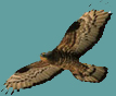 Early Bird Discount